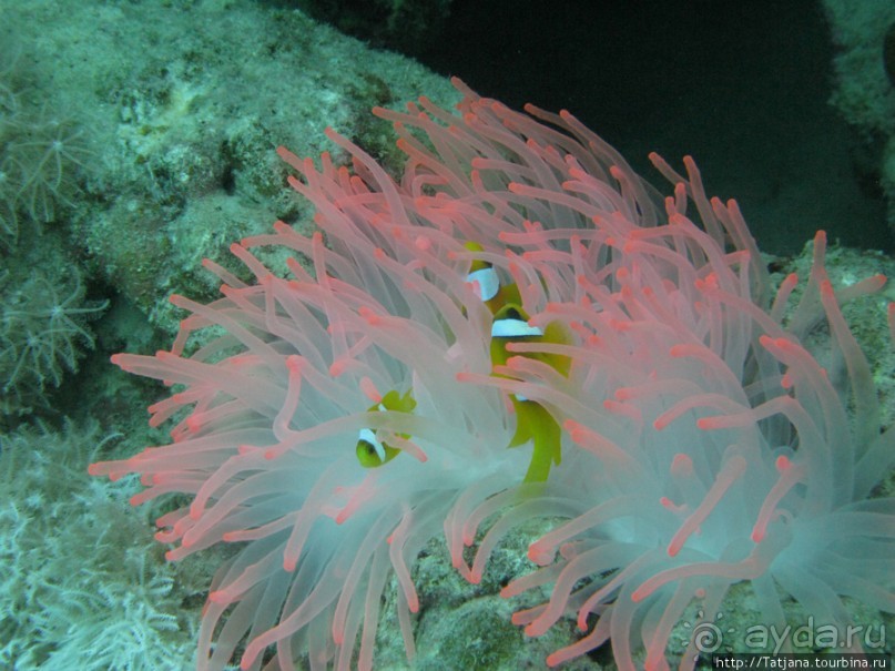 Альбом отзыва "Подводный мир Марса-Алам"