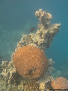 Подводный мир Марса-Алам