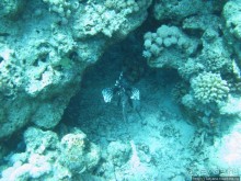 Альбом отзыва "Подводный мир Марса-Алам"