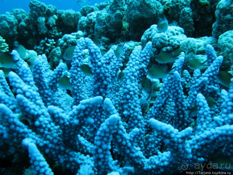 Альбом отзыва "Подводный мир Марса-Алам"