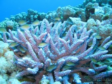 Альбом отзыва "Подводный мир Марса-Алам"