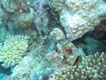 Подводный мир Марса-Алам