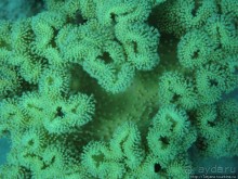 Альбом отзыва "Подводный мир Марса-Алам"