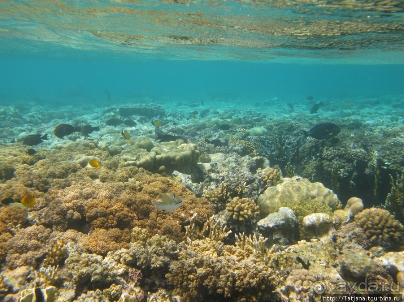 Подводный мир Марса-Алам