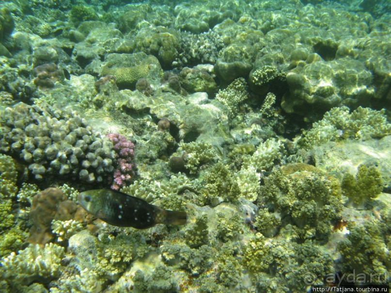 Альбом отзыва "Подводный мир Марса-Алам"