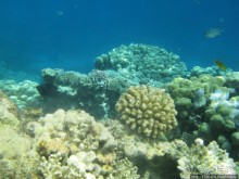 Альбом отзыва "Подводный мир Марса-Алам"