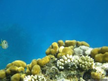 Подводный мир Марса-Алам