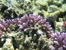 Альбом отзыва "Подводный мир Марса-Алам"