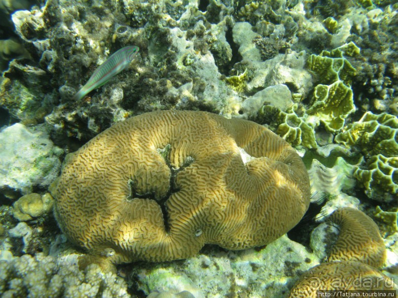 Подводный мир Марса-Алам