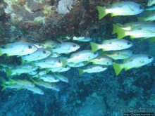 Подводный мир Марса-Алам