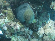 Альбом отзыва "Подводный мир Марса-Алам"