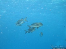 Подводный мир Марса-Алам