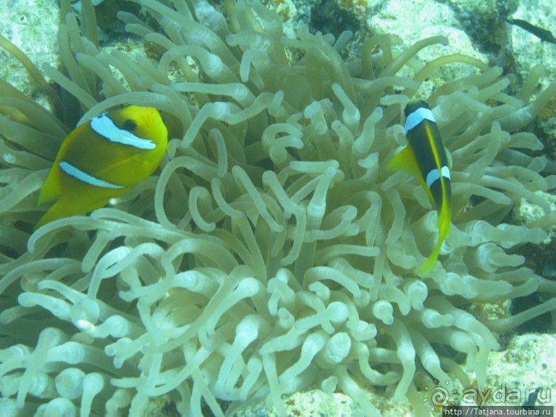 Подводный мир Марса-Алам