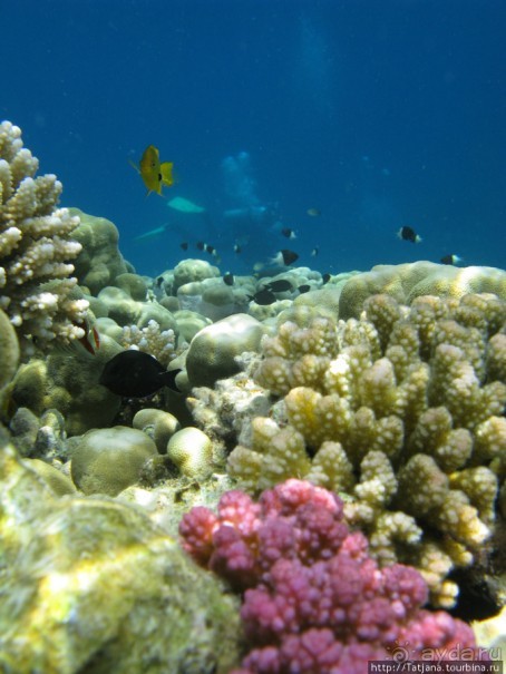 Подводный мир Марса-Алам