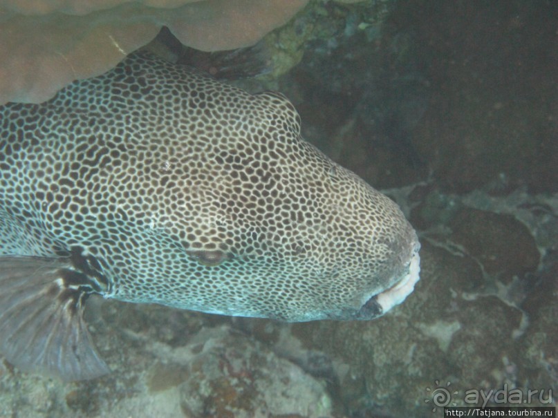 Подводный мир Марса-Алам