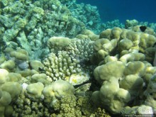 Подводный мир Марса-Алам