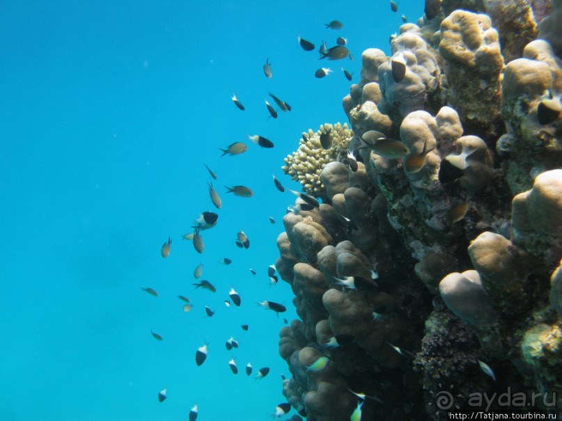 Подводный мир Марса-Алам