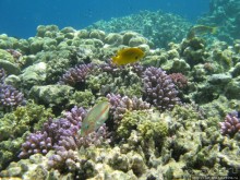 Подводный мир Марса-Алам