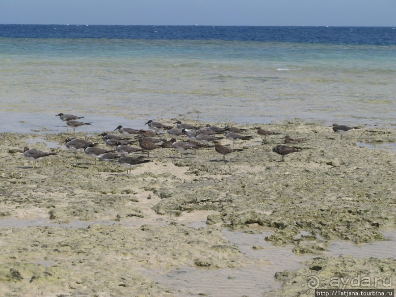 Подводный мир Марса-Алам