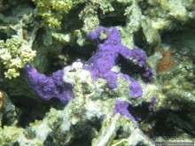 Альбом отзыва "Подводный мир Марса-Алам"