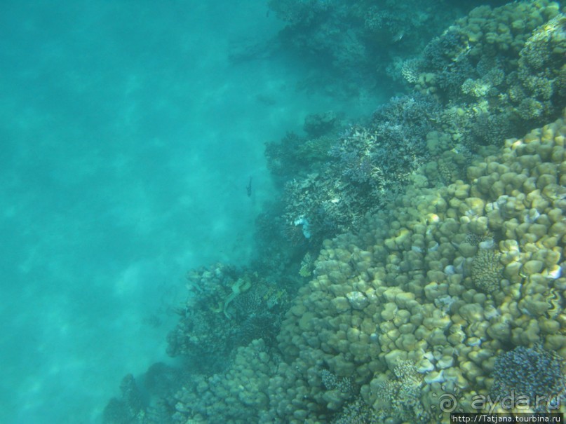 Подводный мир Марса-Алам