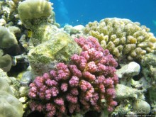 Подводный мир Марса-Алам