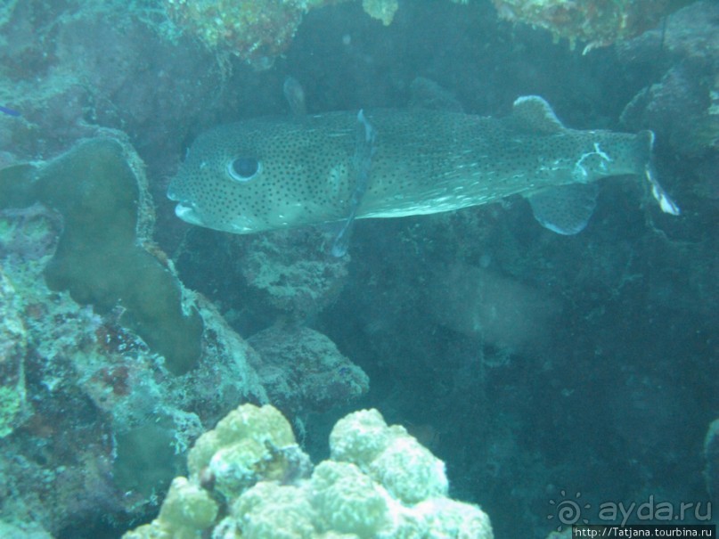 Подводный мир Марса-Алам