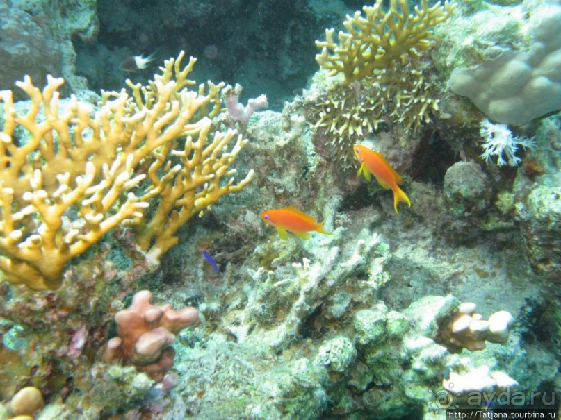 Альбом отзыва "Подводный мир Марса-Алам"