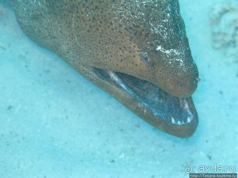 Подводный мир Марса-Алам