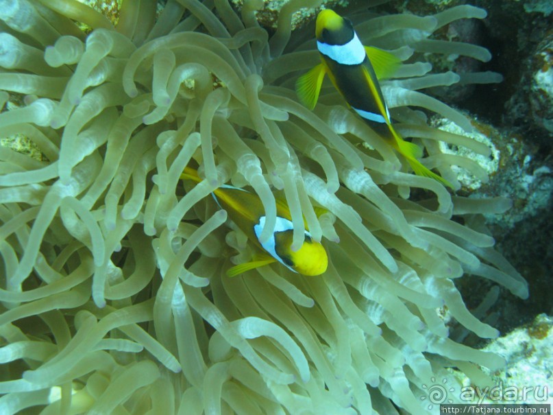 Альбом отзыва "Подводный мир Марса-Алам"