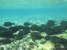 Подводный мир Марса-Алам