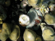 Подводный мир Марса-Алам