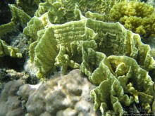 Подводный мир Марса-Алам