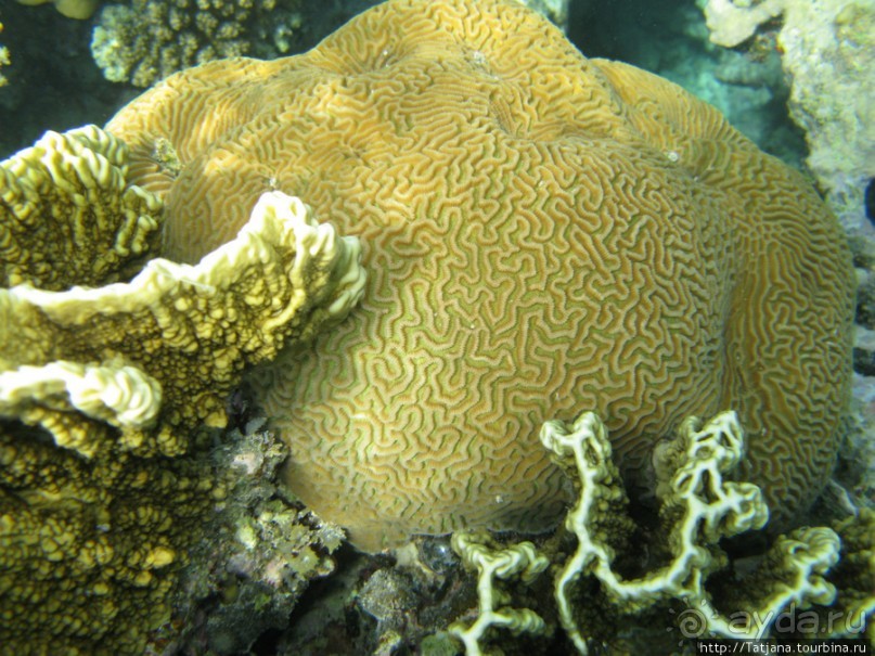 Подводный мир Марса-Алам