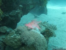 Альбом отзыва "Подводный мир Марса-Алам"