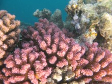 Подводный мир Марса-Алам