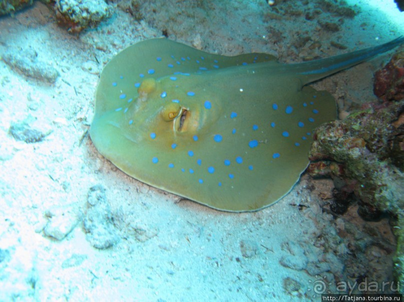 Подводный мир Марса-Алам