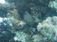 Альбом отзыва "Подводный мир Марса-Алам"