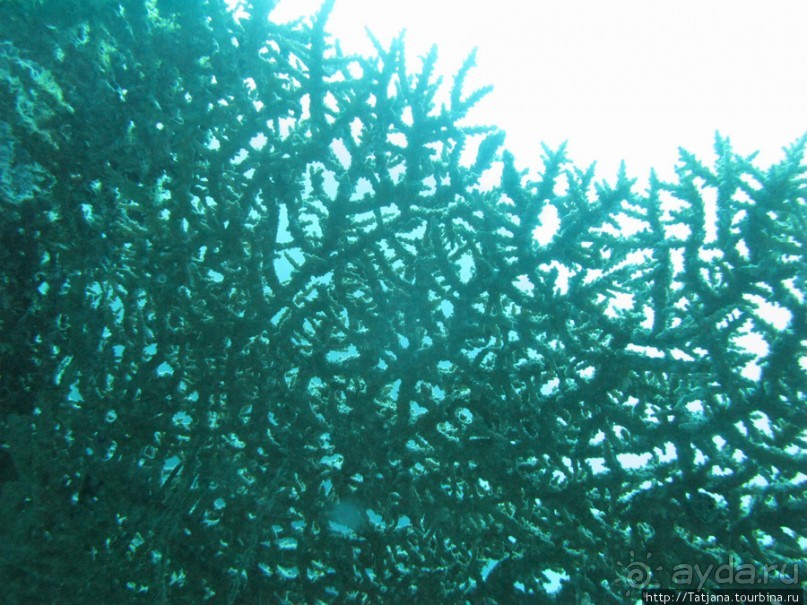 Альбом отзыва "Подводный мир Марса-Алам"