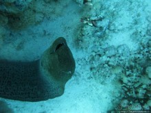 Альбом отзыва "Подводный мир Марса-Алам"