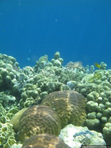 Подводный мир Марса-Алам