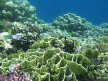 Альбом отзыва "Подводный мир Марса-Алам"