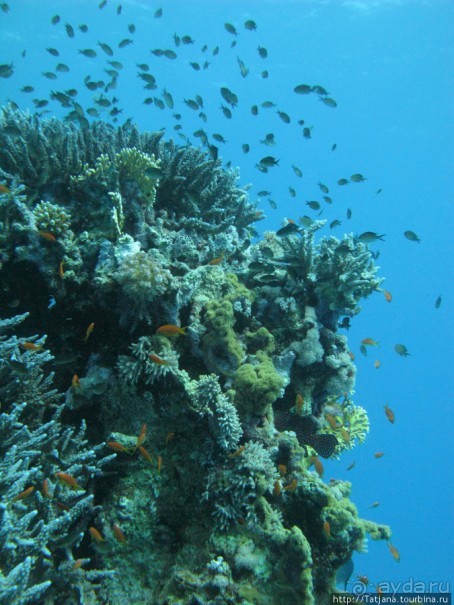 Подводный мир Марса-Алам