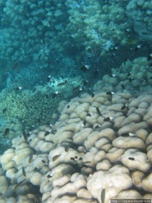 Подводный мир Марса-Алам