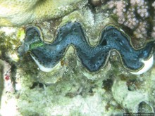 Подводный мир Марса-Алам