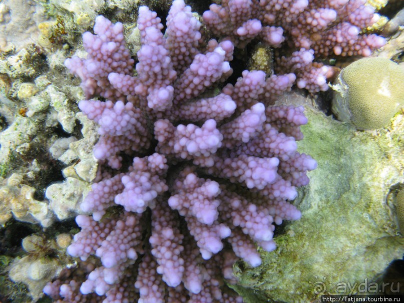 Альбом отзыва "Подводный мир Марса-Алам"