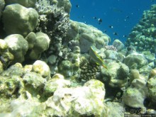 Альбом отзыва "Подводный мир Марса-Алам"