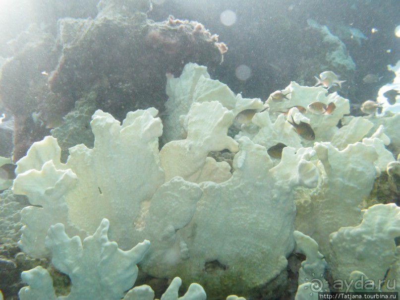 Подводный мир Марса-Алам