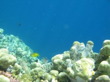 Подводный мир Марса-Алам