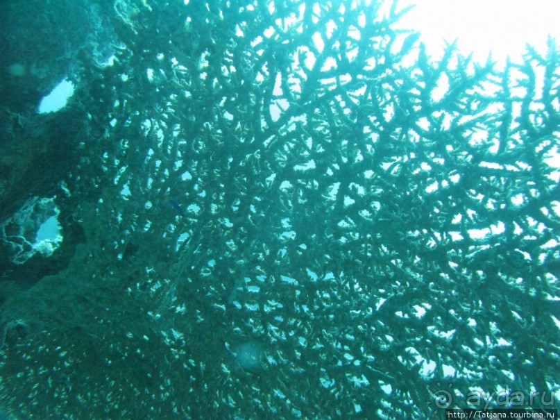 Альбом отзыва "Подводный мир Марса-Алам"